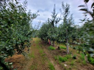 산신님의 사과 · 영농일지 작성글 사진