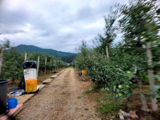 산신님의 사과 · 영농일지 작성글 사진