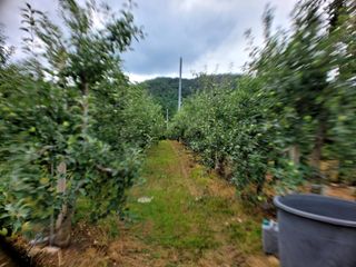 산신님의 사과 · 영농일지 작성글 사진