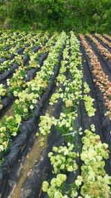 팜모닝 자유주제·자유게시판 게시글 이미지