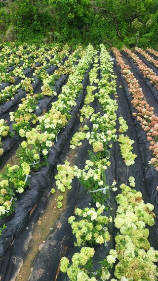 조경가드닝님의 자유주제 · 자유게시판 작성글 사진