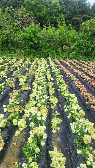 조경가드닝님의 자유주제 · 자유게시판 작성글 사진