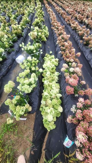 조경가드닝님의 자유주제 · 자유게시판 작성글 사진