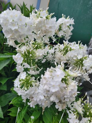 최유진님의 자유주제 · 자유게시판 작성글 사진