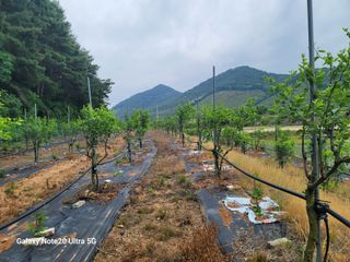 사리실님의 감 · 영농일지 작성글 사진