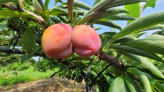 우경농원님의 작성글 사진