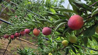 우경농원님의 자두 · 영농일지 작성글 사진