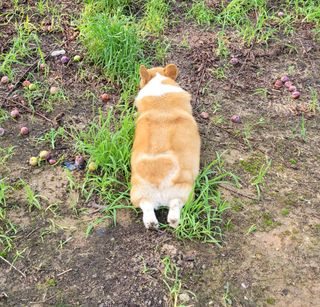 우경농원님의 자두 · 영농일지 작성글 사진