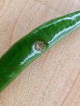 팜모닝 고추·일상 게시글 이미지