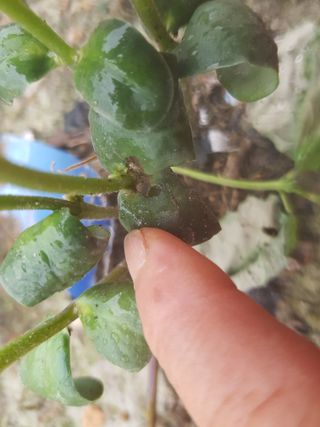 박귀님의 콩 · 영농일지 작성글 사진