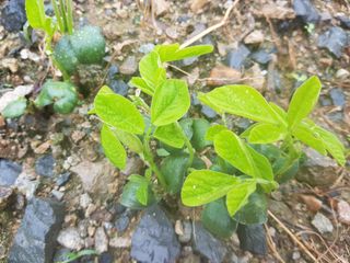 박귀님의 콩 · 영농일지 작성글 사진