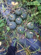 팜모닝 호박·영농일지 게시글 이미지