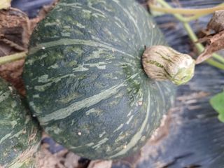 김강헌님의 호박 · 영농일지 작성글 사진