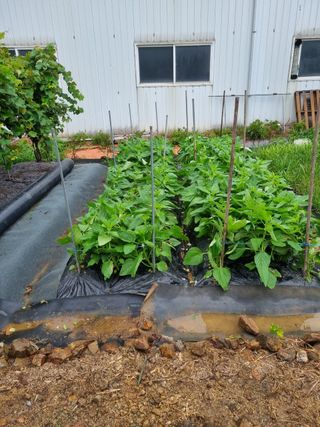 노경자님의 참깨 · 영농일지 작성글 사진