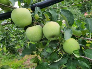 화성농원님의 사과 · 일상 작성글 사진