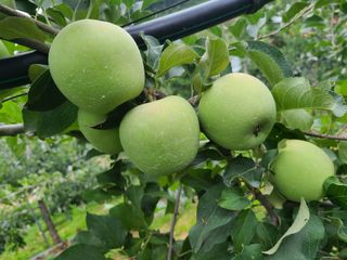 화성농원님의 사과 · 일상 작성글 사진