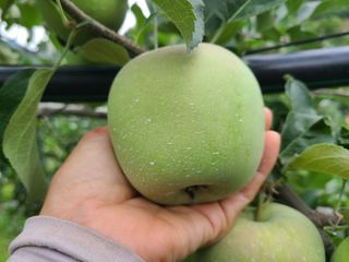 화성농원님의 사과 · 일상 작성글 사진