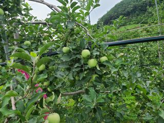 화성농원님의 사과 · 일상 작성글 사진