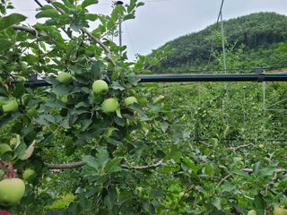 화성농원님의 사과 · 일상 작성글 사진