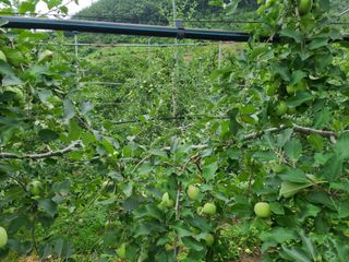 화성농원님의 사과 · 일상 작성글 사진