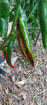 팜모닝 고추·병해충상담 게시글 이미지