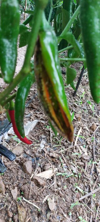 이형모님의 고추 · 병해충상담 작성글 사진