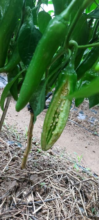 이형모님의 고추 · 병해충상담 작성글 사진