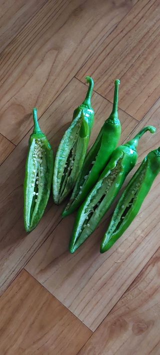 이형모님의 고추 · 병해충상담 작성글 사진