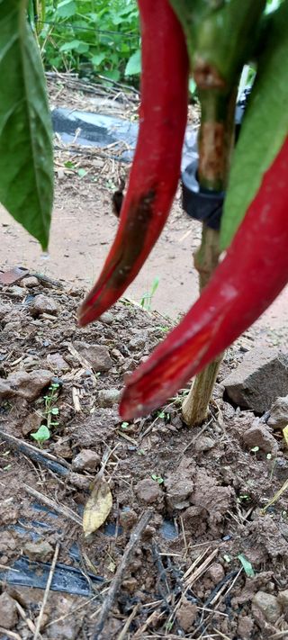 이형모님의 고추 · 병해충상담 작성글 사진