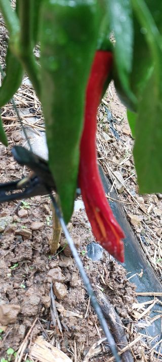 이형모님의 고추 · 병해충상담 작성글 사진