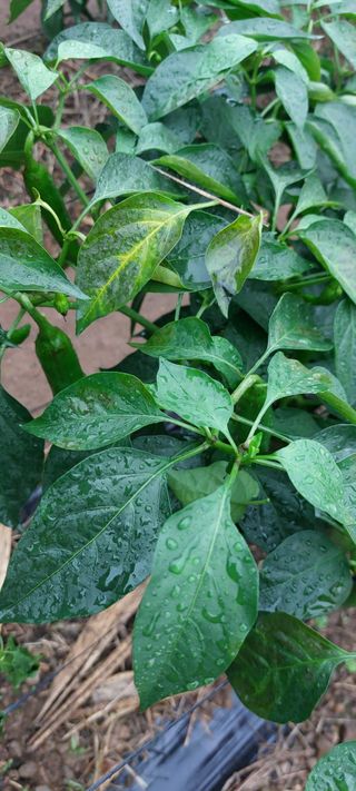 이형모님의 고추 · 병해충상담 작성글 사진