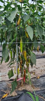 팜모닝 농사, 무엇이든 물어보세요!·참여글 게시글 이미지