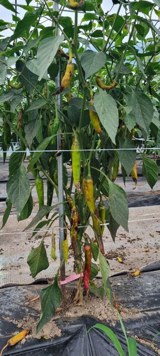 이병관님의 농사, 무엇이든 물어보세요! · 참여글 작성글 사진