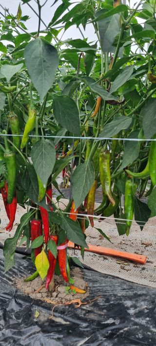 이병관님의 농사, 무엇이든 물어보세요! · 참여글 작성글 사진