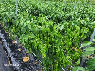 hkte님의 고추 · 일상 작성글 사진