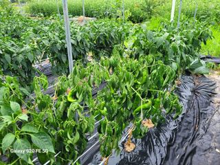 hkte님의 고추 · 일상 작성글 사진