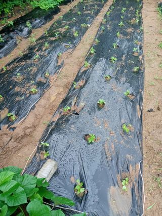 두릅나무16580님의 자유주제 · 자유게시판 작성글 사진