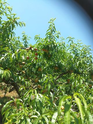 황고개농장님의 복숭아 · 영농일지 작성글 사진