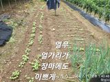 팜모닝 자유주제·자유게시판 게시글 이미지