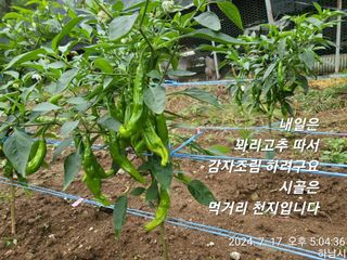 고골농장님의 자유주제 · 자유게시판 작성글 사진