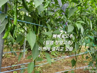 고골농장님의 자유주제 · 자유게시판 작성글 사진