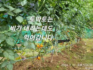 고골농장님의 자유주제 · 자유게시판 작성글 사진