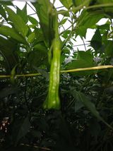 팜모닝 고추·병해충상담 게시글 이미지