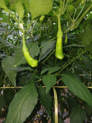 김영경님의 고추 · 병해충상담 작성글 사진