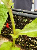 팜모닝 상추·병해충상담 게시글 이미지