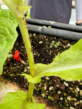 감21167님의 상추 · 병해충상담 작성글 사진