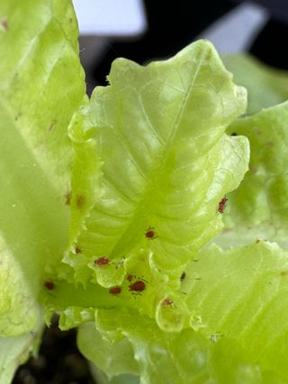 감21167님의 상추 · 병해충상담 작성글 사진