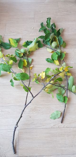 문세민님의 사과 · 병해충상담 작성글 사진