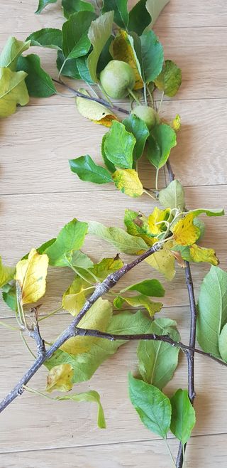 문세민님의 사과 · 병해충상담 작성글 사진