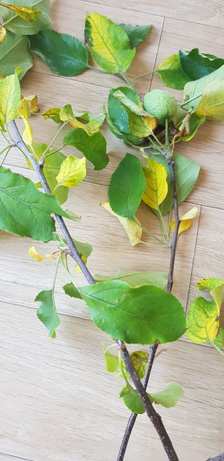 문세민님의 사과 · 병해충상담 작성글 사진